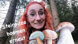 Nächste Steinpilz Welle Maronen Perlpilze und Fliegenpilze [upl. by Enelaehs]