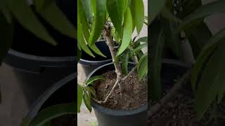 Air layered mango branch R2E2 variety garden [upl. by Fisuoy]