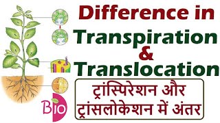 Difference between Transpiration and Translocation by Simply The Best BIO [upl. by Ilarrold]