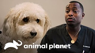 Un poodle llamado JayZ sin diagnóstico  Veterinarios de Texas  Animal Planet [upl. by Claman]