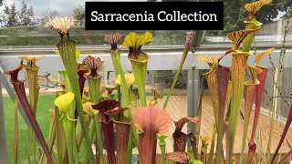 Sarracenia Collection  Pitcher Plant Care [upl. by Rogozen]