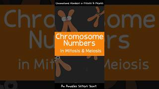 Chromosome Numbers in Mitosis amp Meiosis  Amoeba Sisters Shorts [upl. by Rettuc]