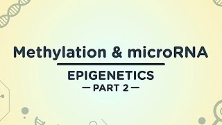 Methylation amp microRNA  Epigenetics Part 2 [upl. by Tally]