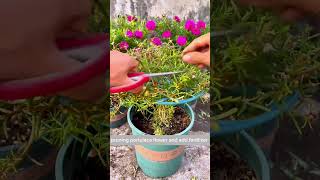 Pruning portulaca flower shorts gardenflower portulaca farming [upl. by Quincy]