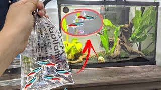 getting NEON TETRAS for my 55 gallon tank  Community Tank  Nano Aquarium Julia amp Olga [upl. by Eetnom]