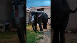 அகிலாவை பார்க்கச் சென்ற ஆண்டாள் Srirangam elephant muthamiltv trendingshorts youtubeshorts [upl. by Ninetta]