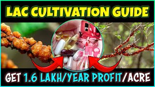 Lac Cultivation Process From Lac Insect Rearing and Lac Culture to the Art of Lac Harvesting [upl. by Davida]