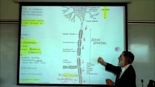 Structure amp Types of Neurons by Professor Fink [upl. by Esirahc]