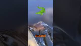 Alligator Attack Caught on Camera shorts [upl. by Noivaz]