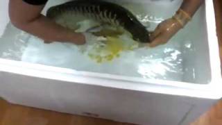 arowana breeding알털기mp4 [upl. by Mullins262]