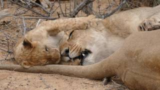 Cute baby lion cuddling with his lion mom  Erindi Game Reserve Namibia [upl. by Yaffit]