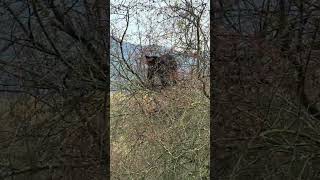 Black bear in a tree eating the last of the berries before hibernation time [upl. by Kensell]