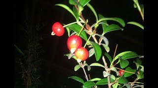 Tasting Eugenia ligustrina quotPrivet Stopperquot Excellent Rare Fruit Tree for Container Growing [upl. by Talbert334]