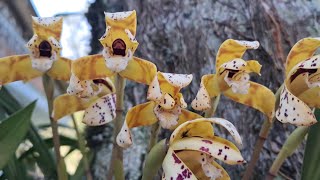 Maxillaria picta orquídea nativa da mata atlântica [upl. by Costanzia]