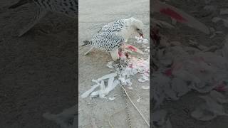 Hunting Gyrfalcon 😍birds falcon explore eagle qatar اكسبلور russia india pakistan shaheen [upl. by Ecnarolf280]