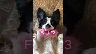 Three Border Collie Facts bordercollie funnydogvideos doglovers pets dogs dogfacts [upl. by Mcgurn]