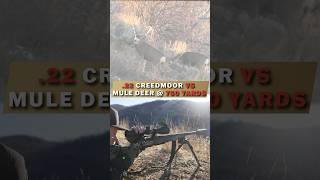 22 Creedmoor VS Mule Deer  750 Yard KILL SHOT Hornady 80 GR ELDX [upl. by Kannan]