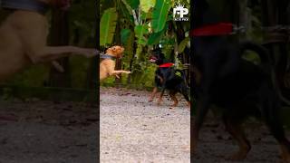 Rottweiler Vs Pitbull Terrier Dog Whos Stronger factspick rottweiler pitbull [upl. by Gaylord]