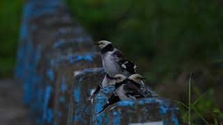 the Blackcollared starling [upl. by Ecnarrat]