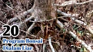 Program Bonsai Dialam Liar [upl. by Howund729]