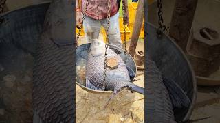 23 kg big fish catching ofter long time big fish fish fishing bigfish [upl. by Yrojram507]