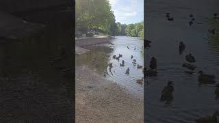 Wetherby Ducks [upl. by Rori]