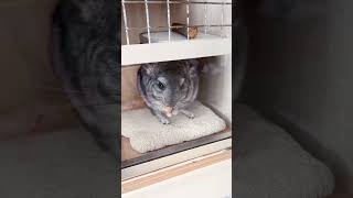 The newly bought chinchilla is it goodlooking [upl. by Cudlip721]