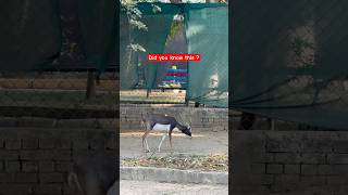 I saw this in Deer Park near Ludhiana Punjab blackdeer wildlife animals shorts [upl. by Nudnarb]