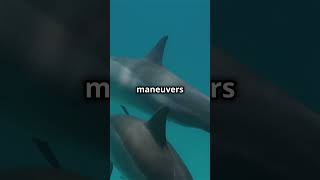 Shark versus Dolphin An underwater Showdown MarineLifeBattle wildanimal animalsafari shark [upl. by Elag]