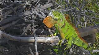 Bielik amerykański Captiva Side Florida  Samica Connie amp legwan 🦅😯🦎 [upl. by Enilrae]