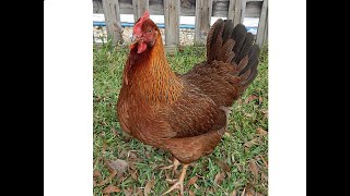 About Welsummer hens for backyard pets and flocks [upl. by Alyakcm]