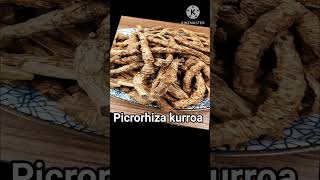 Kutki  कुटकी  कटुकी Picrororhyza kurroa [upl. by Leile]