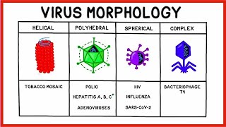 Going Viral Viruses Replication and COVID19 [upl. by Acinoryt]