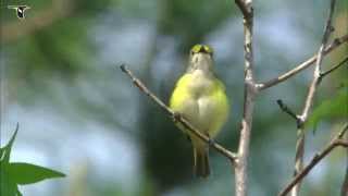 Whiteeyed Vireo singing [upl. by Tlevesor397]