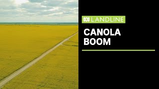 Nearrecord prices for canola  Landline [upl. by Ajay]