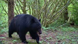 Meidase S3 Pro  Bear walking by trail camera [upl. by Nevsa]