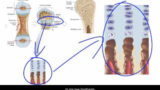 Endochondral Ossification [upl. by Malinowski]