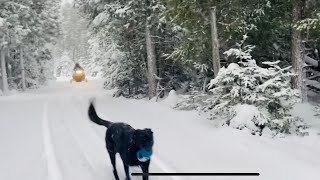 First Snowstorm Oh Canada ❄️ solarpanels sled firewood trail [upl. by Alvita476]