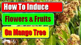 How To Induce Mango Tree To Flower To Produce More Fruits 2 Methods To Increase Mango Flowering [upl. by Crosse]