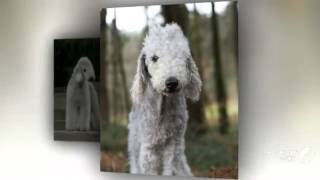 Bedlington Terrier Dog breed [upl. by Aidas]