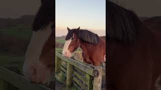 Muiravonside Country Park trending travel scotlandsbeauty nature new reels vlogs animals [upl. by Adnoraj]