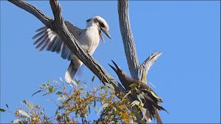 Kookaburra Bullied by Currawongs [upl. by Kissie]