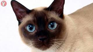 The Tonkinese Cat 101  Breed amp Personality  Cute amp Spunky Cats [upl. by Ilonka609]