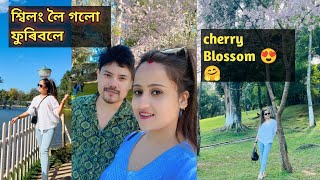 Shillong Golu furibole ❤️😍 cherry Blossom 😍 1st time salo emn dhunia lagise🤗 [upl. by Chon]