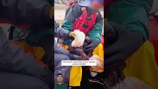 Kindhearted people rescued a bald eagle and then returned it to natureanimals AnimalLove Stories [upl. by Pembrook]