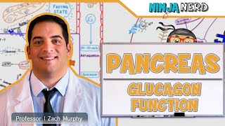 Endocrinology  Pancreas Glucagon Function [upl. by Freytag]