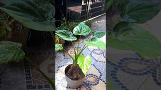 Alocasia cucullataalocasia foliageplants gardening [upl. by Nohtahoj]