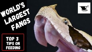 3 TIPS Feeding Gaboon Vipers  Worlds Largest Fangs [upl. by Gnuj502]