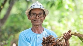 Ginger  Turmeric  The Beauty of Ecological Diversity [upl. by Aidnama]