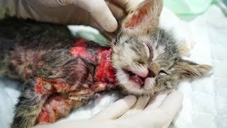 ABUSED KITTY BOILED ALIVE HELP US SAVE CHICO [upl. by Aztinad]